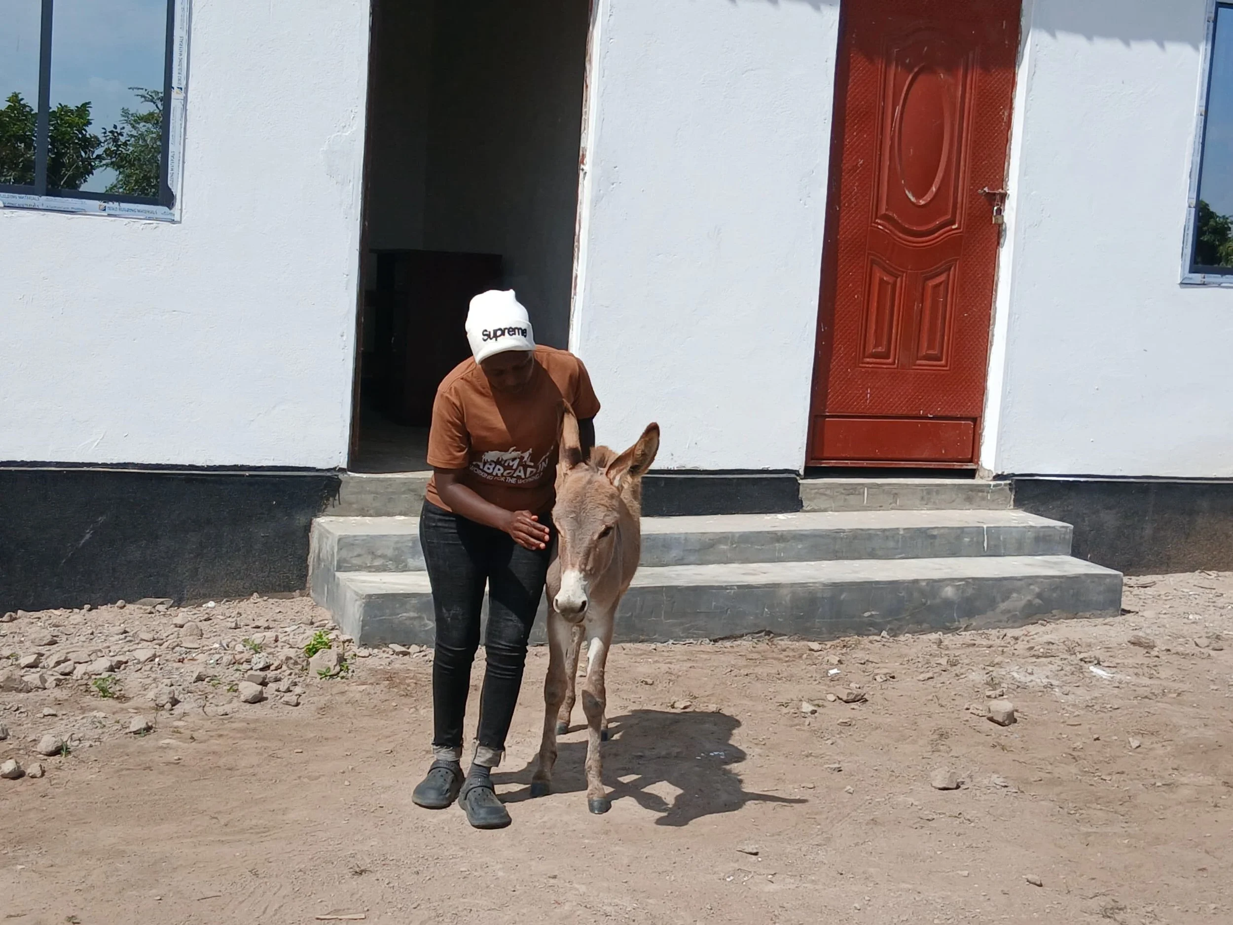 Two More Working Donkeys Rescued by Our Partner Sanctuary in Tanzania