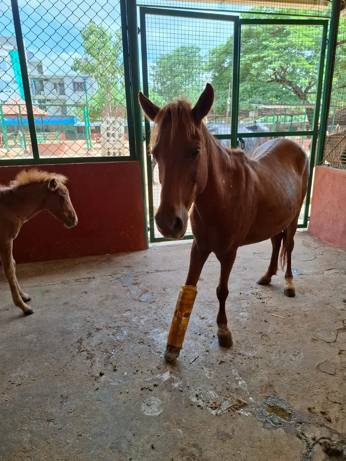 Enabling Recovery and Wellbeing for Animals Rescued from Neglect, Abuse or Abandonment
