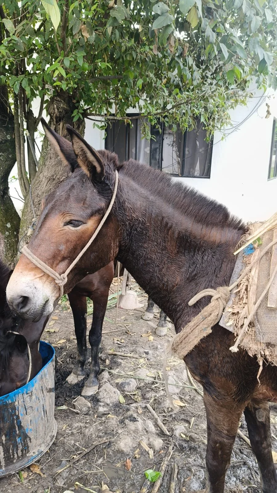 Reaching Isolated Working Animals in Rural Colombia with Essential Veterinary Care