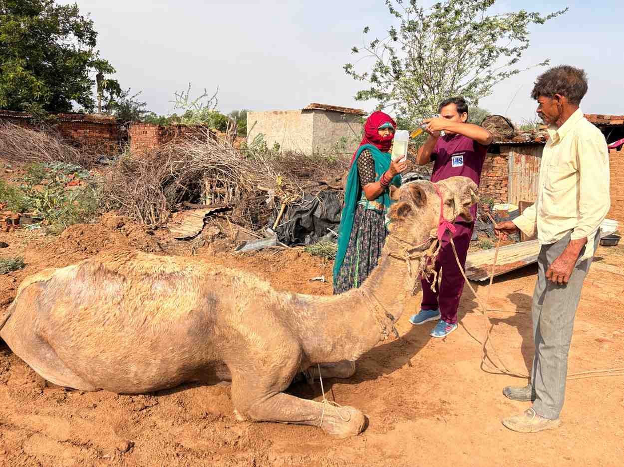 Alleviating Suffering and Providing Compassionate Care for Working Camels in India