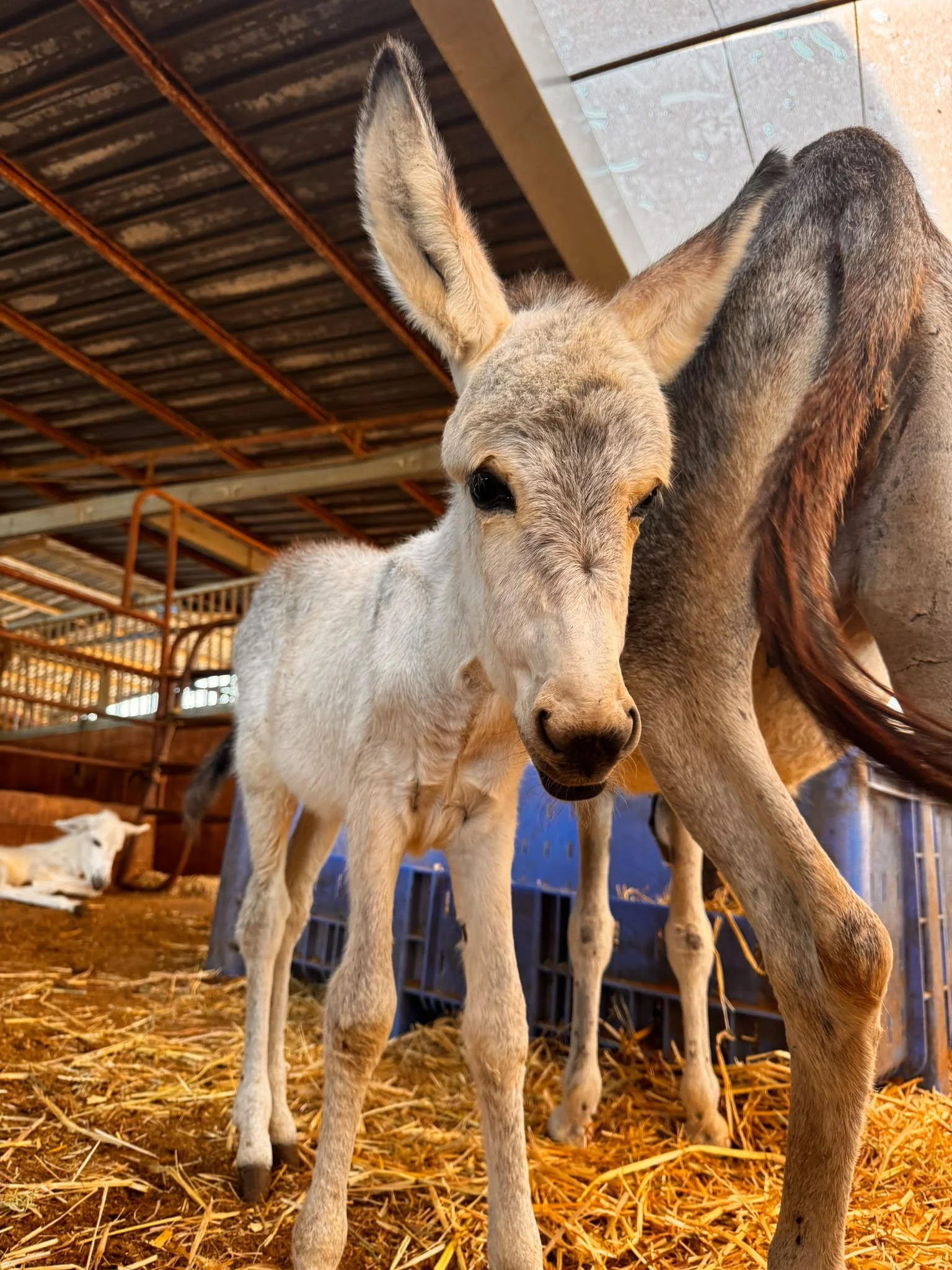 Three Beautiful Donkey Foals Born at Our Partner Sanctuary in Israel