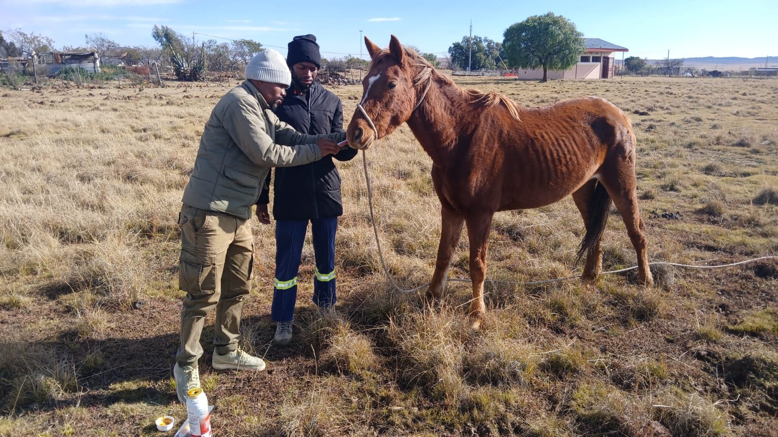 Offering Care, Compassion and Dignity for South Africa’s Working Animals