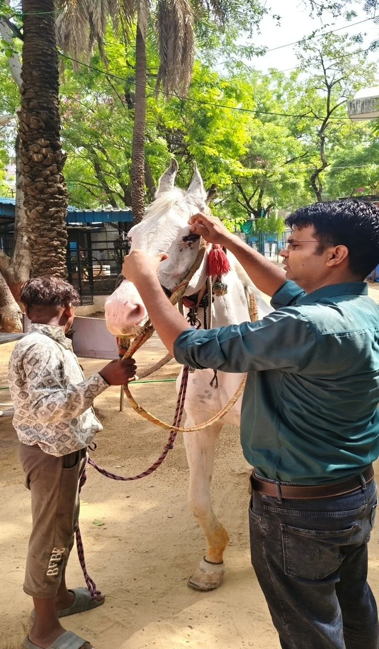 From Pain and Distress to Relief and Comfort: Caring for India’s Working Equines