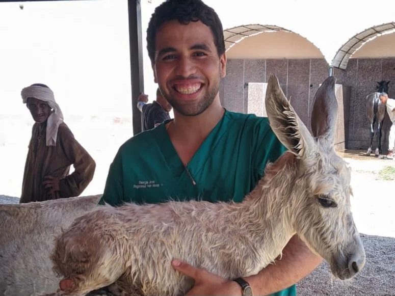 caring vet team alleviate suffering for over 2,000 working equines in egypt