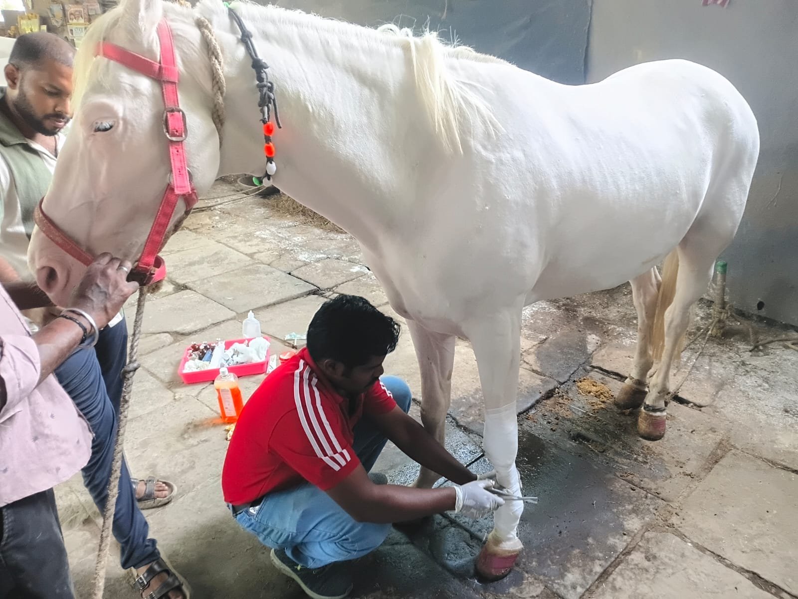 helping injured working animals to recover &amp; return to a better quality of life