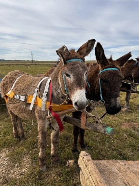 special community event celebrates working donkeys in south africa