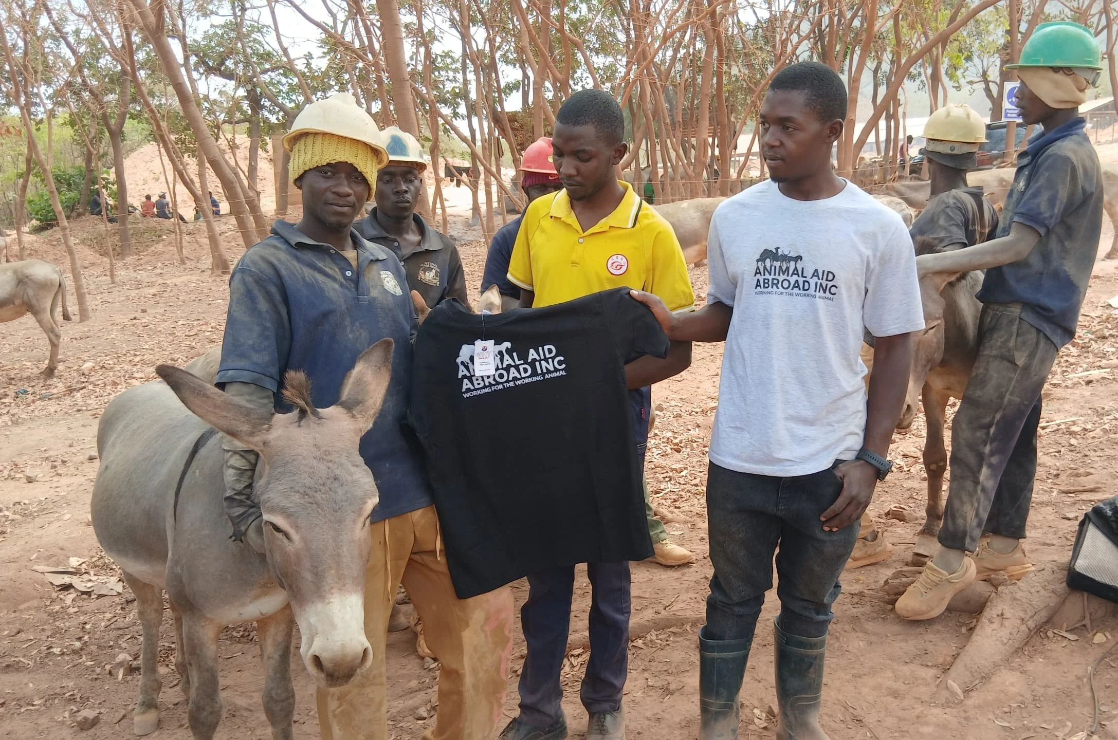improving the health &amp; welfare of donkeys working in tanzania’s gold mines