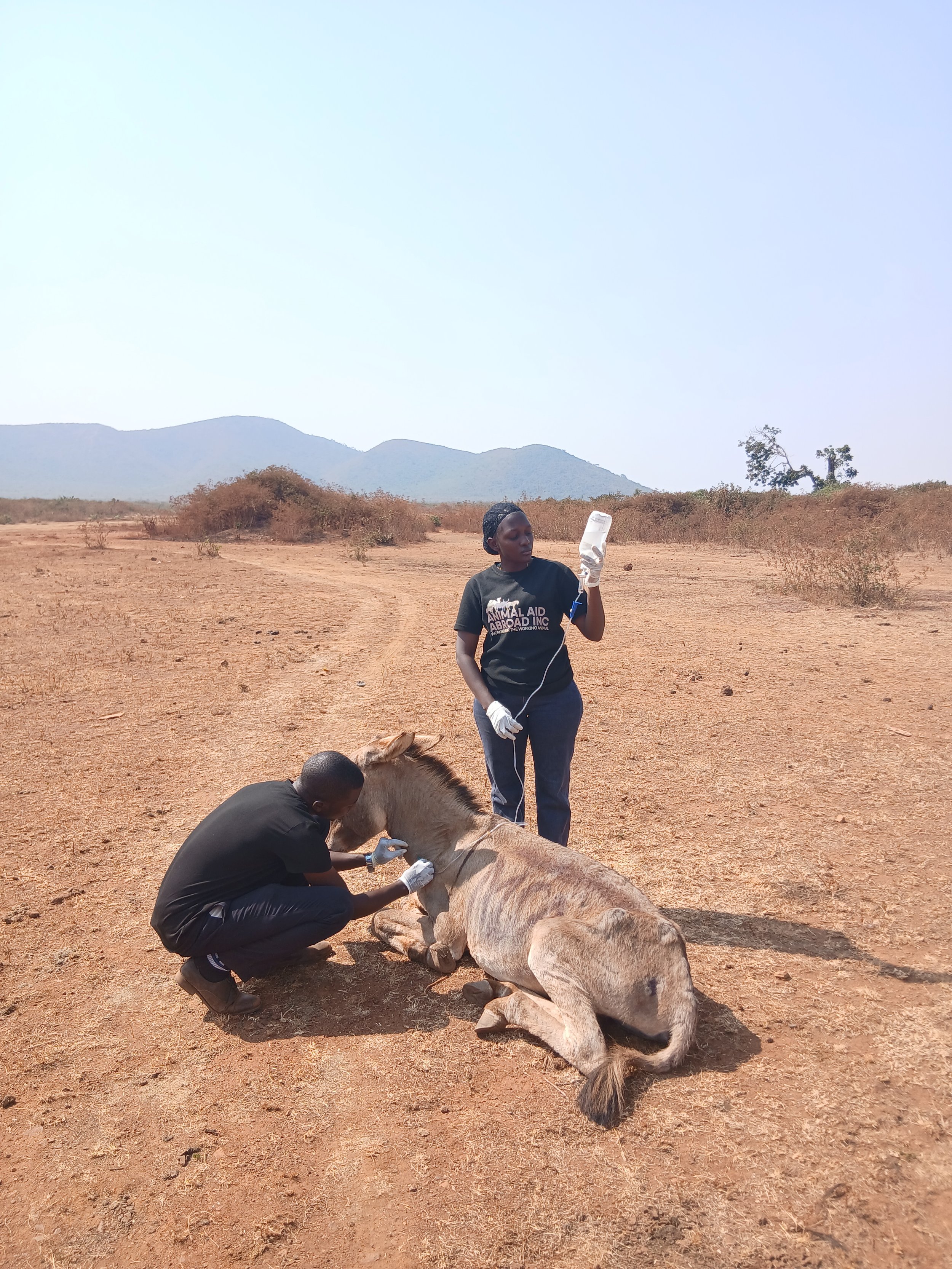 a safe place in tanzania where rescued donkeys can rest &amp; heal