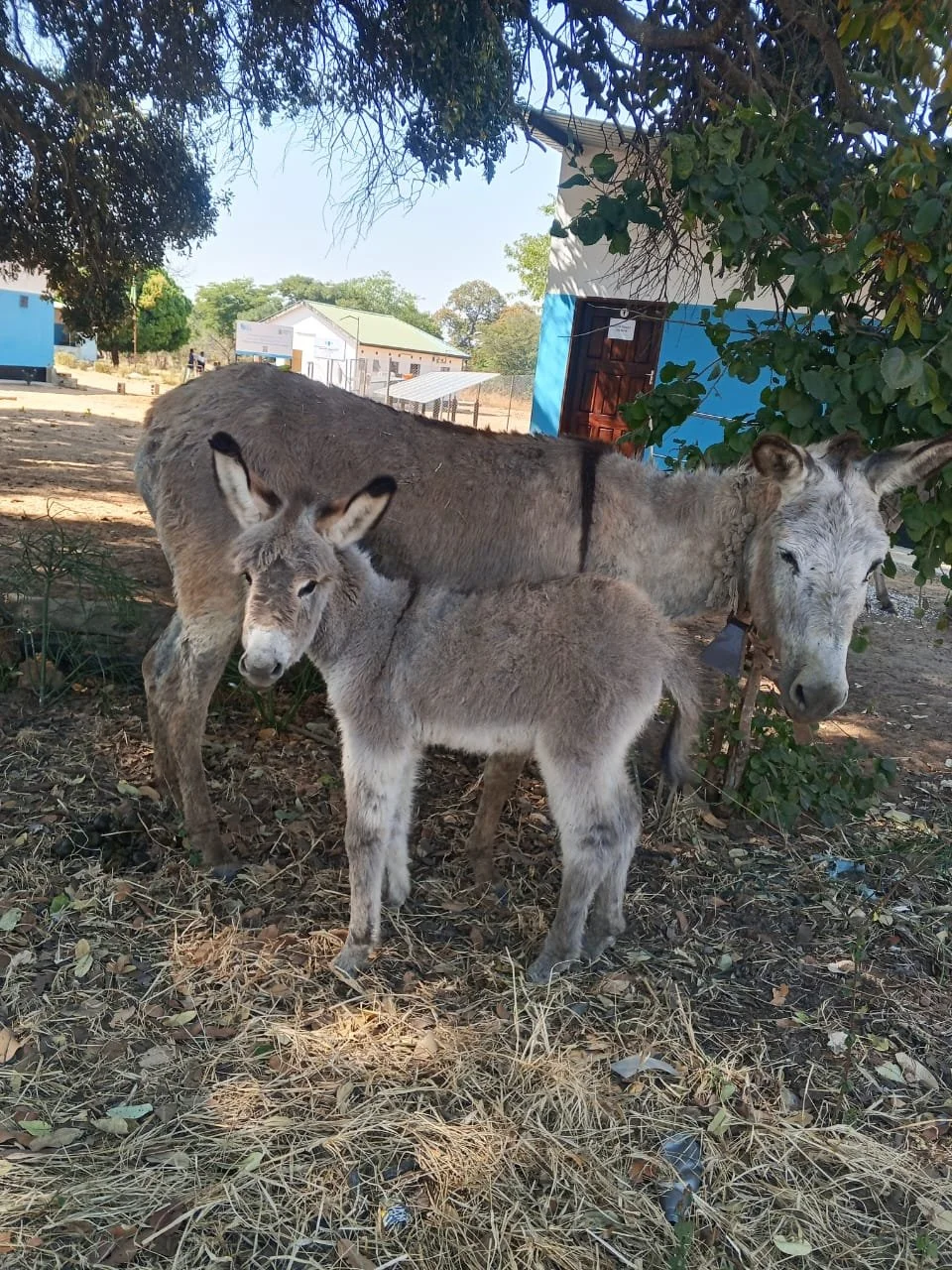 creating a better future for working donkeys in zambia