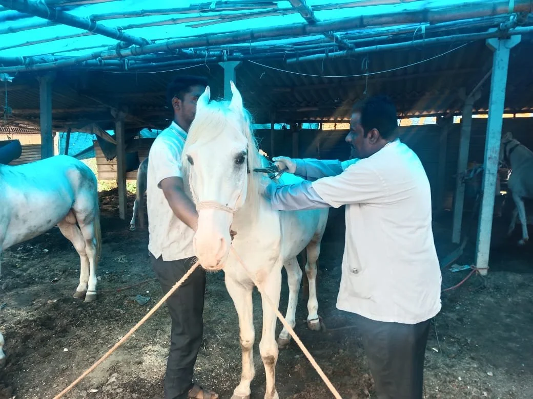 enhancing the lives, wellbeing &amp; welfare of working animals in rural india