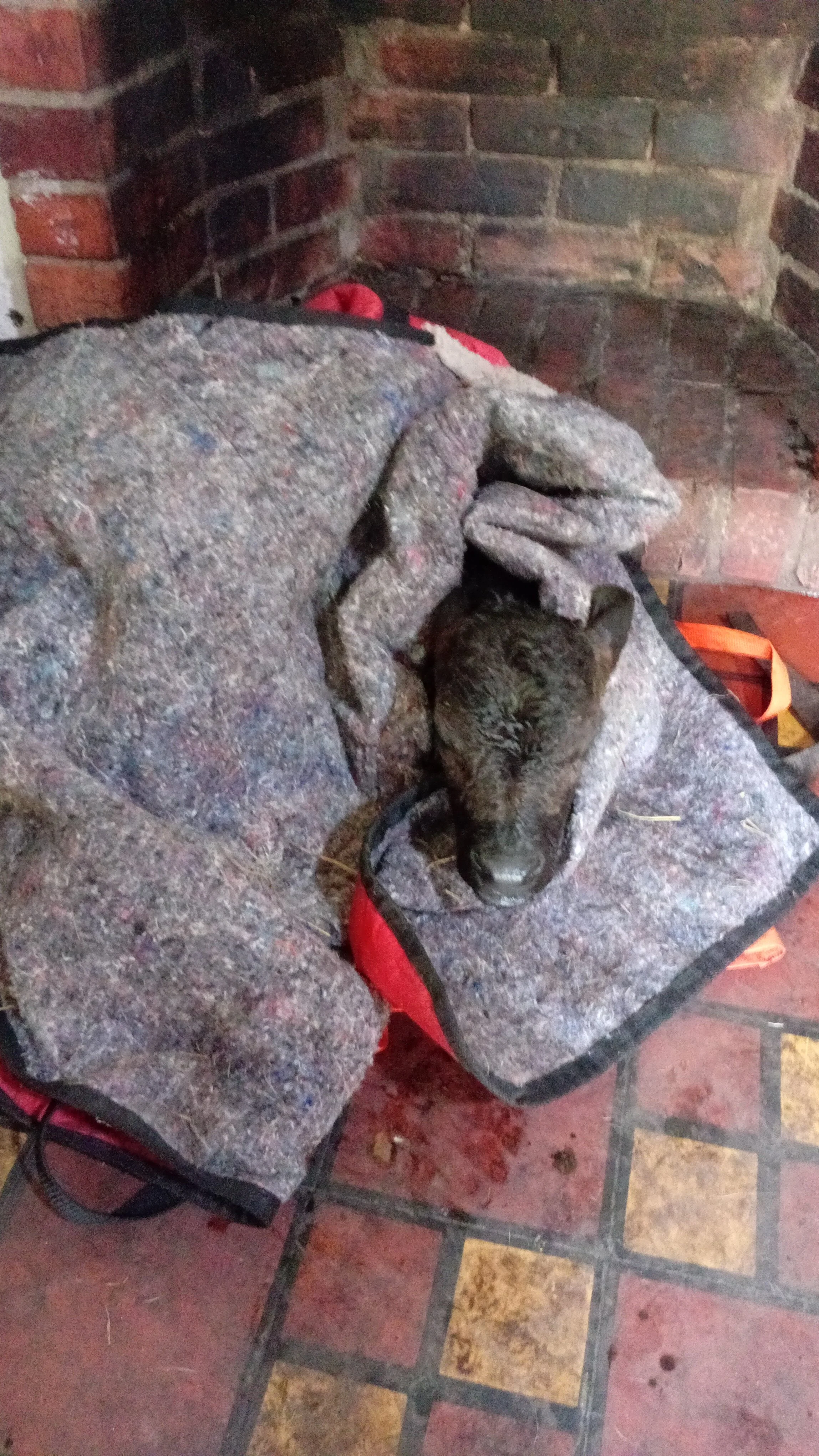 colombian sanctuary rescues &amp; rehomes vulnerable animals in need