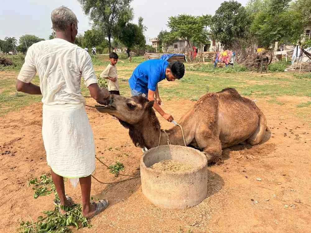 transforming suffering into comfort, relief &amp; dignity for working camels in india