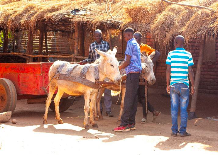 combining vet care, Education &amp; humane equipment improves donkey welfare in lilongwe