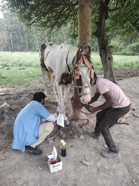 offering care, comfort &amp; compassion for equines working on the streets of india