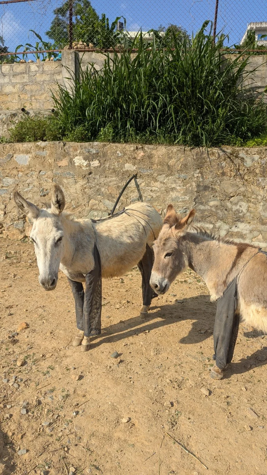 saying goodbye to bruna at Animal Nepal’s special sanctuary