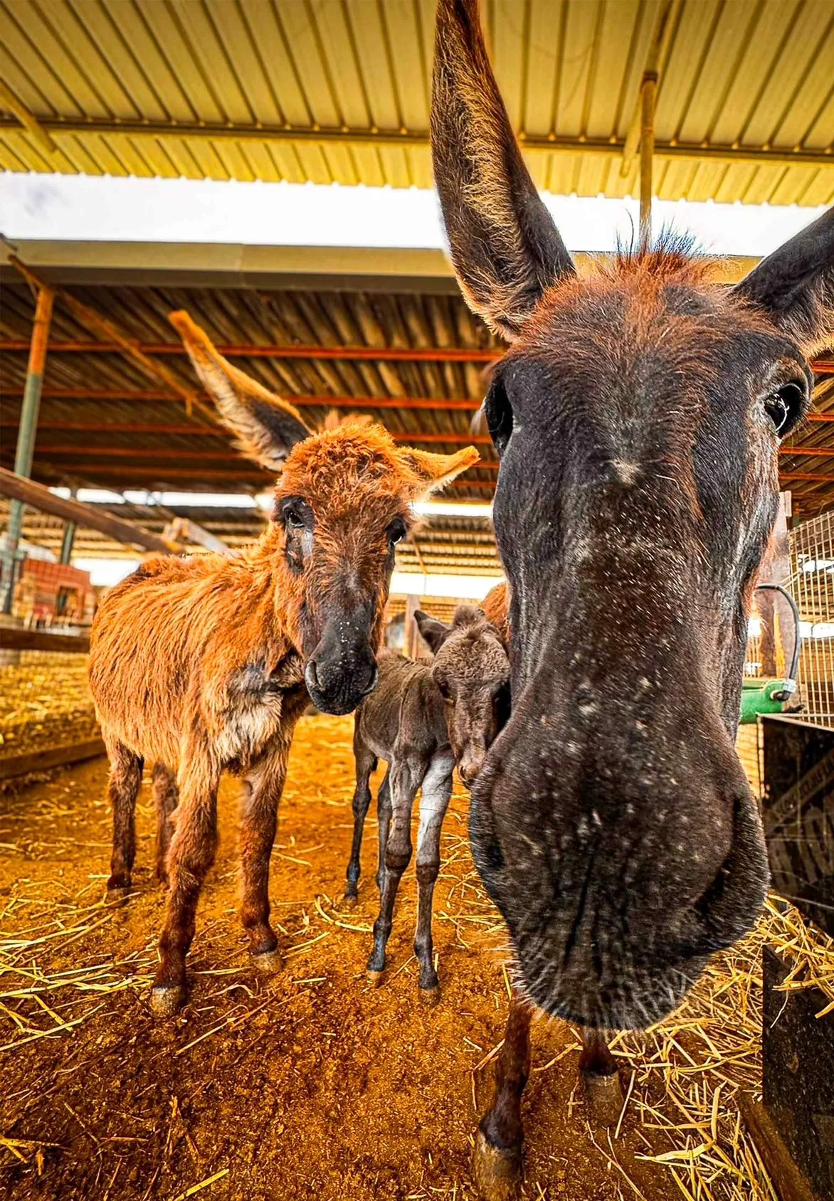 israli sanctuary offers a safe place where rescued donkeys can heal &amp; begin new lives
