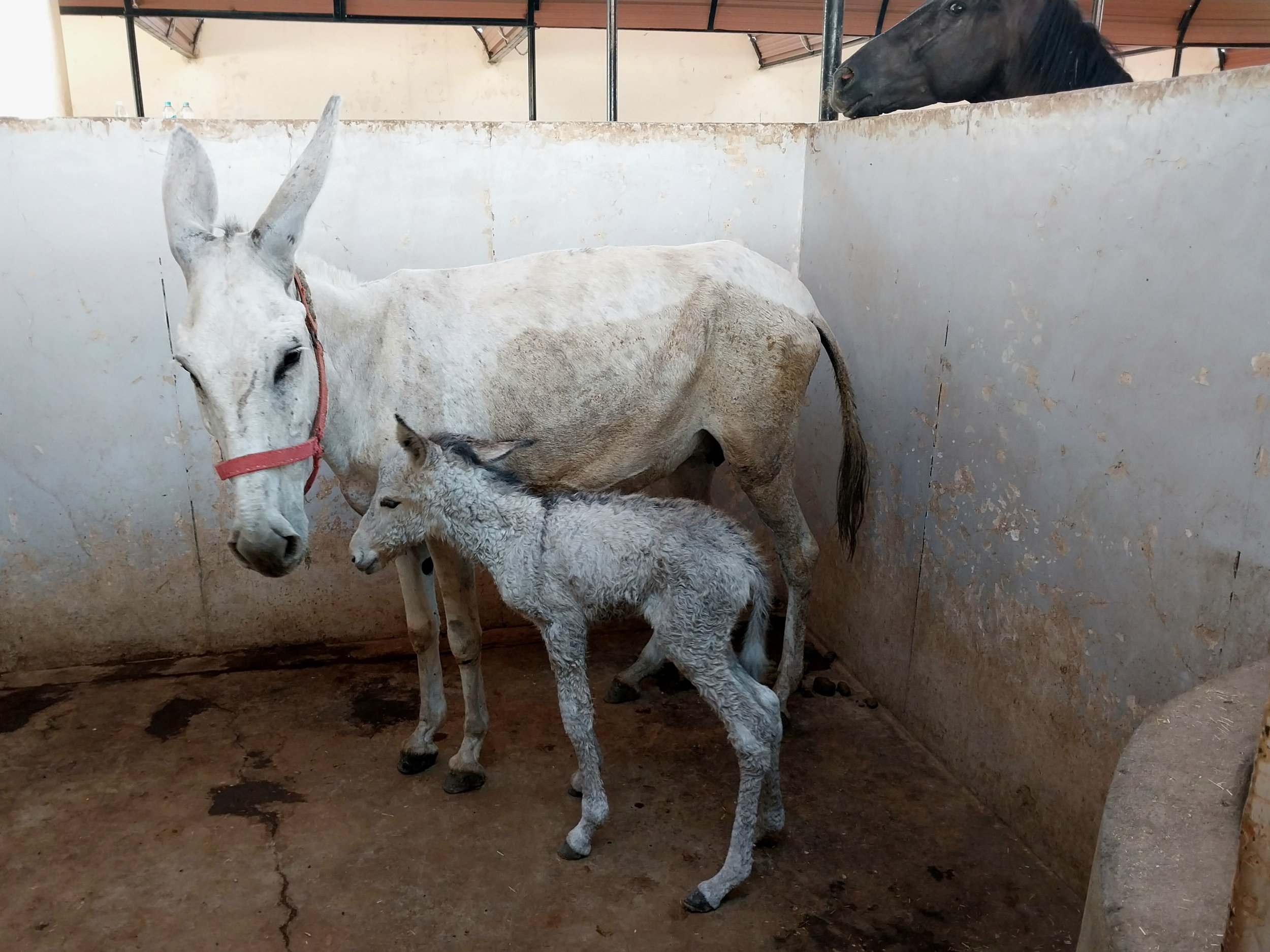 veterinary team delivers care, dignity &amp; relief to working equines in egypt