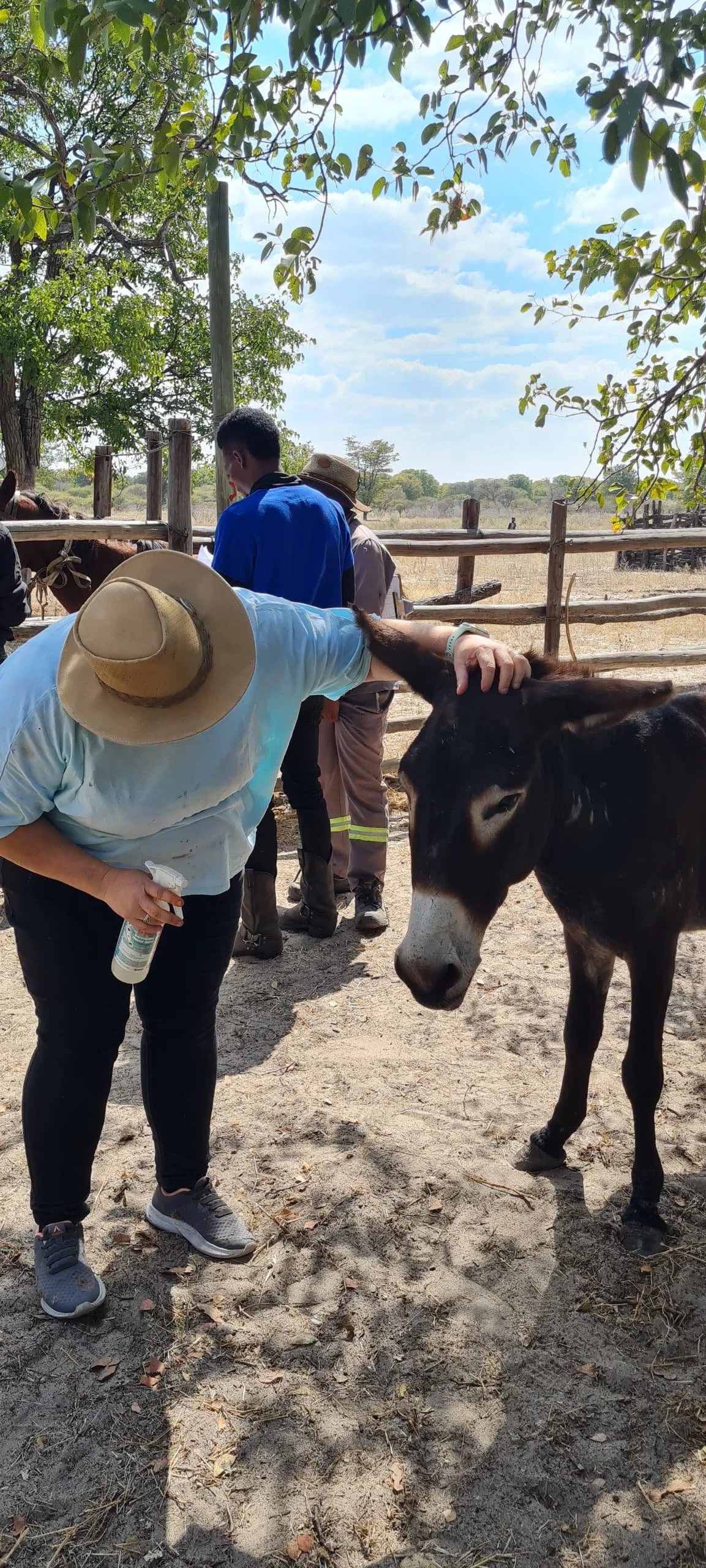 education &amp; humane equipment improves welfare of equines in botswana