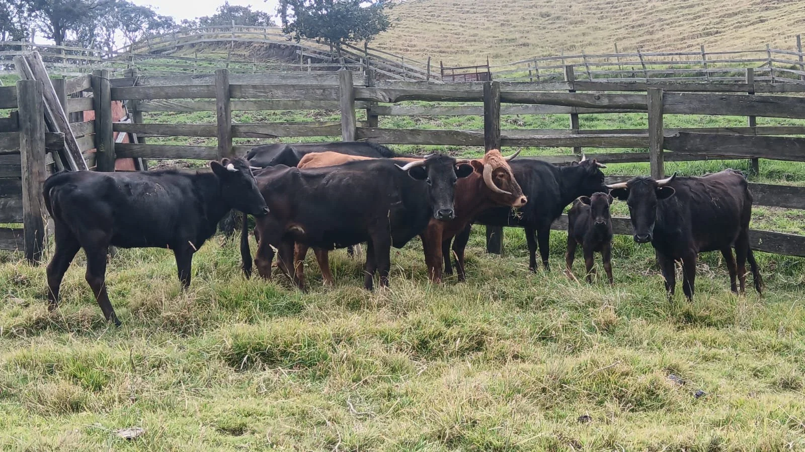 Animal Aid Abroad Partner Namigni Rescues 8 Fighting Bulls and Cows in Colombia