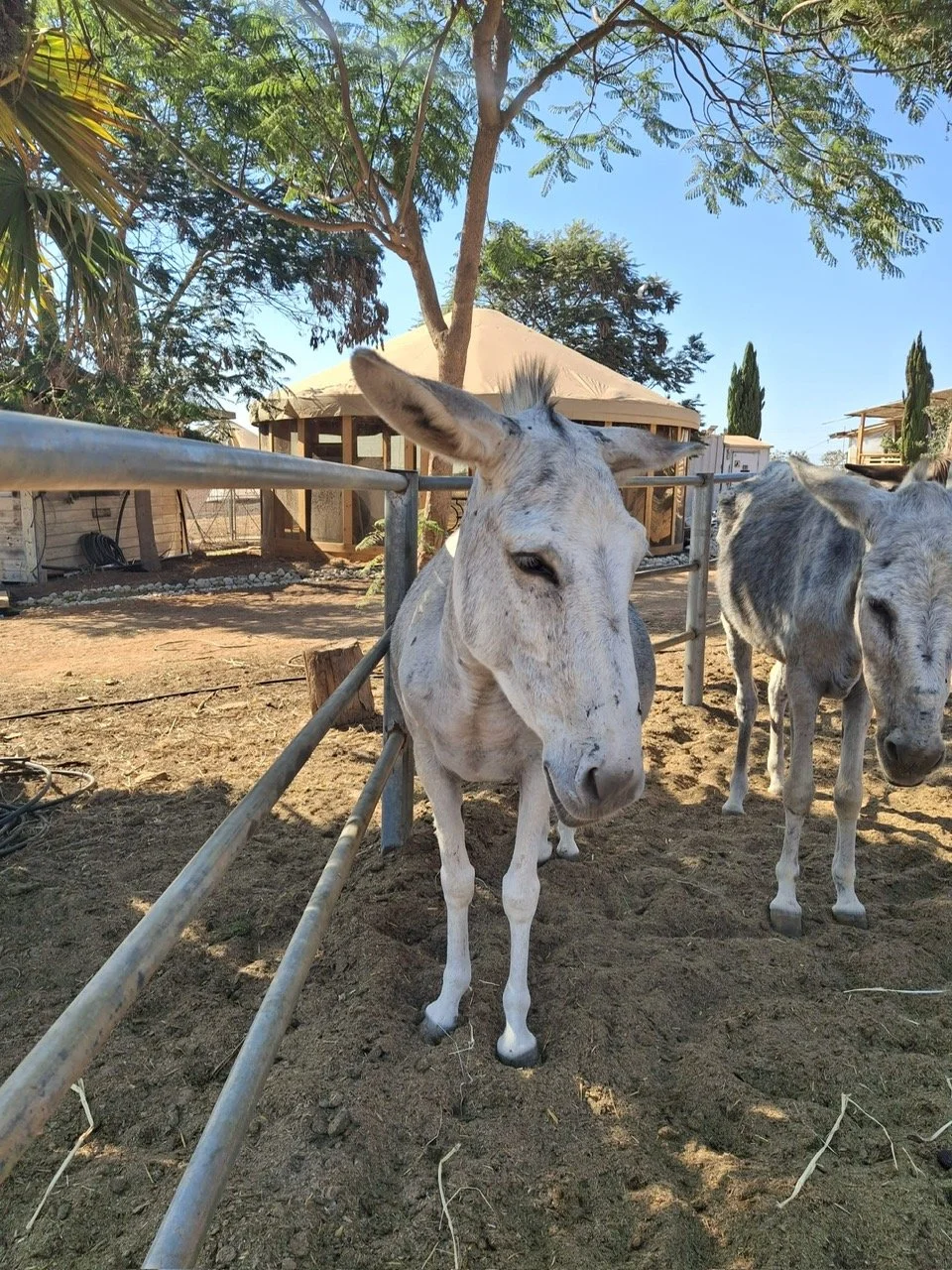 special sanctuary in israel celebrates nine years of rescuing donkeys in need