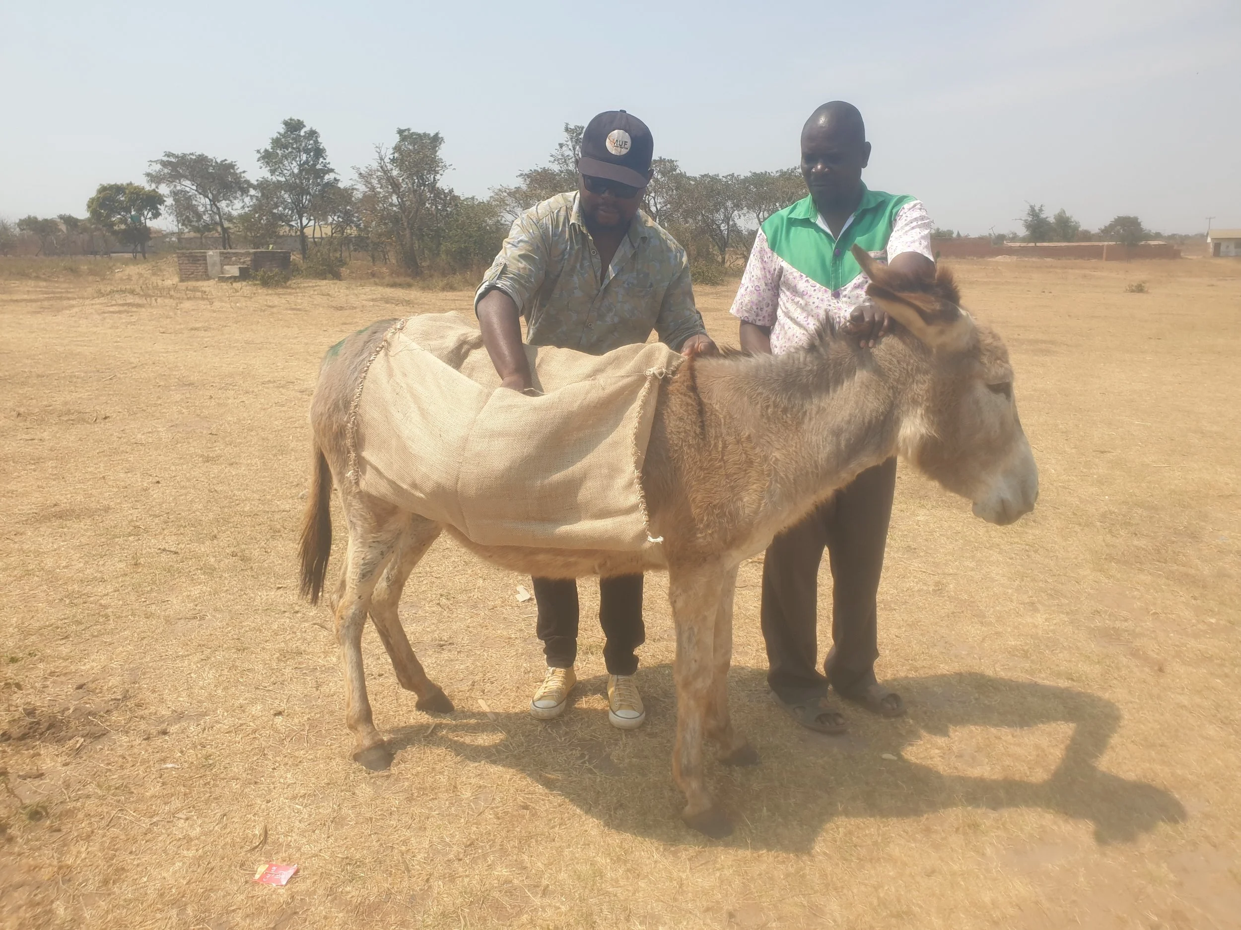improving the lives &amp; wellbeing of donkeys working in lilongwe’s farming communities