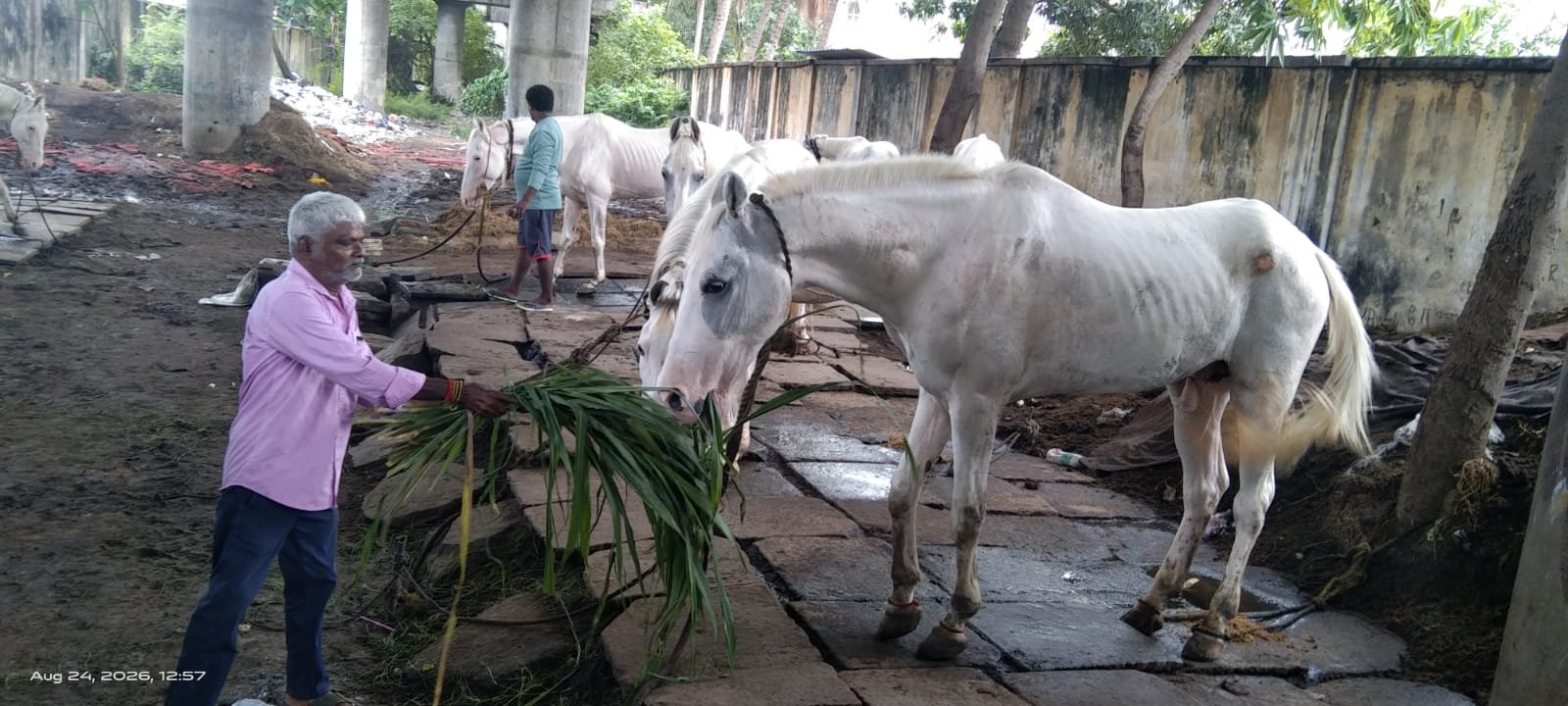 offering a lifeline for sick &amp; injured working animals in chennai, india