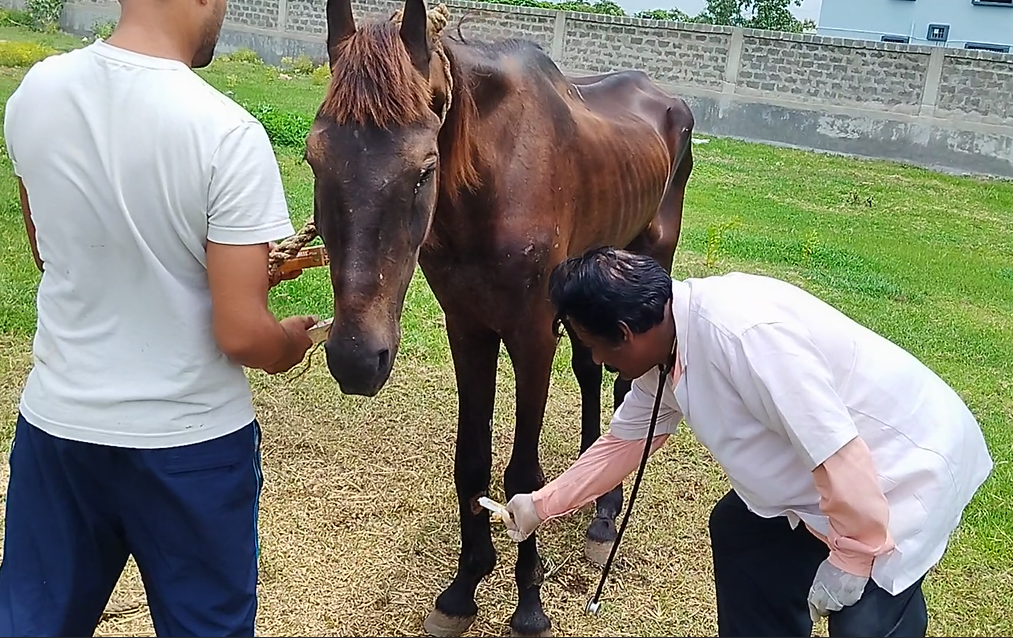 dedicated vet team enhance the health &amp; wellbeing of working animals in rural india