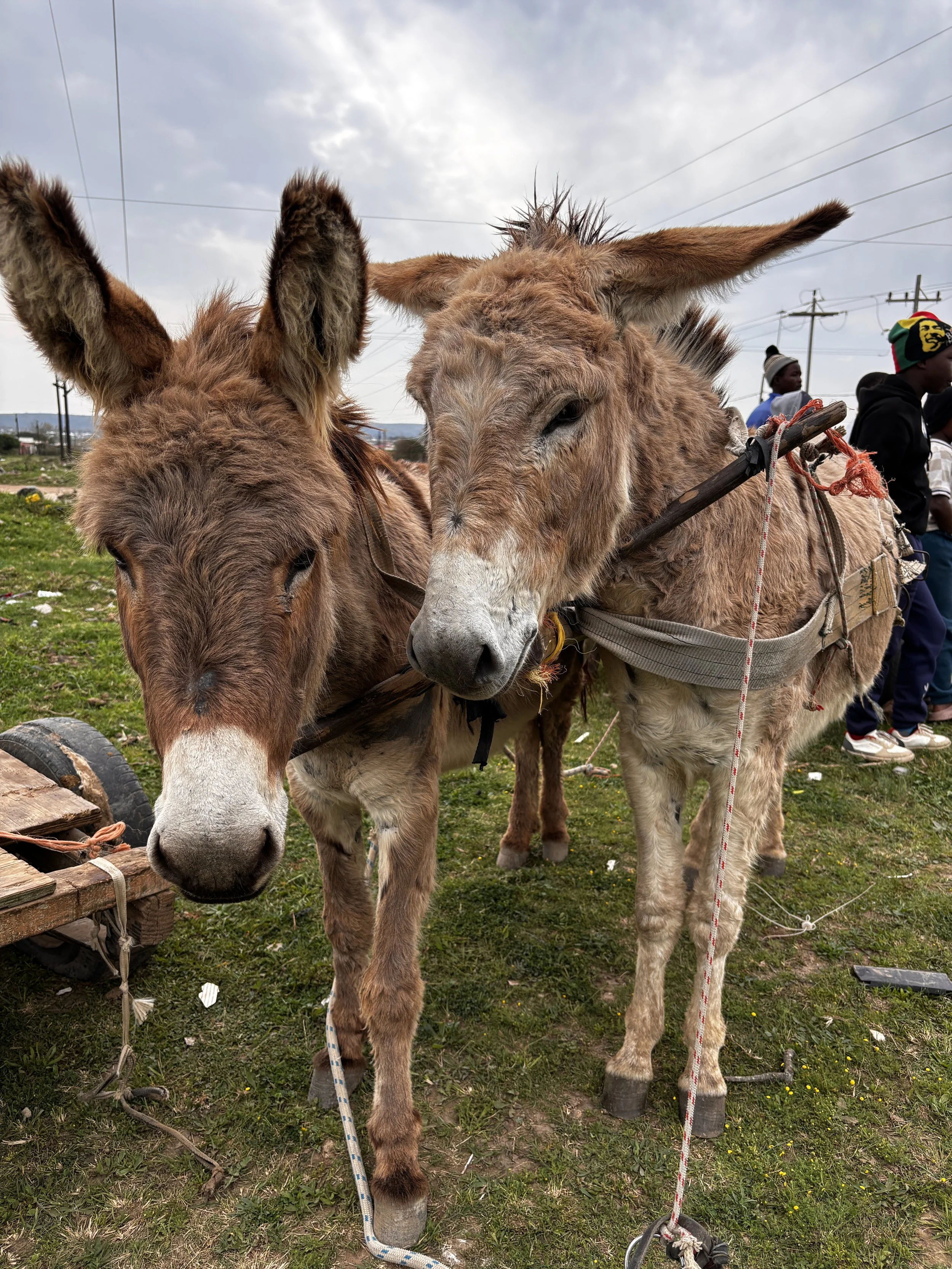 south africa’s working equines receive the care &amp; dignity they deserve