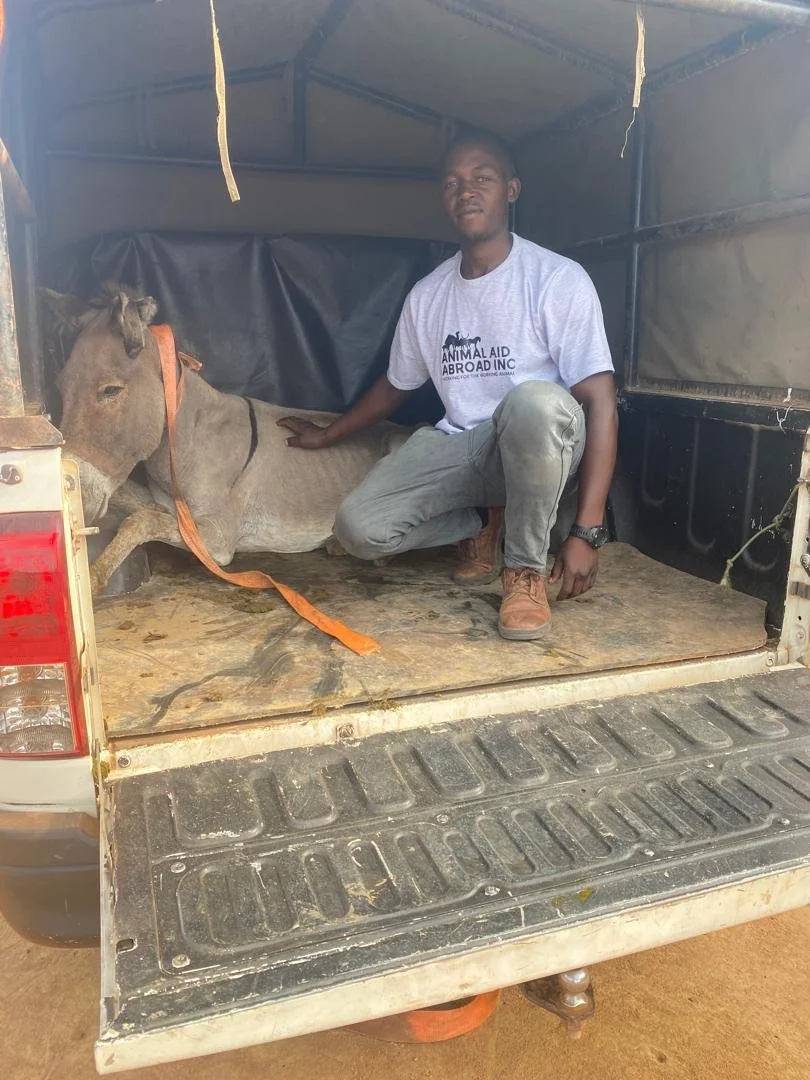 rescued donkeys receive safety, protection &amp; care at our partner sanctuary in tanzania