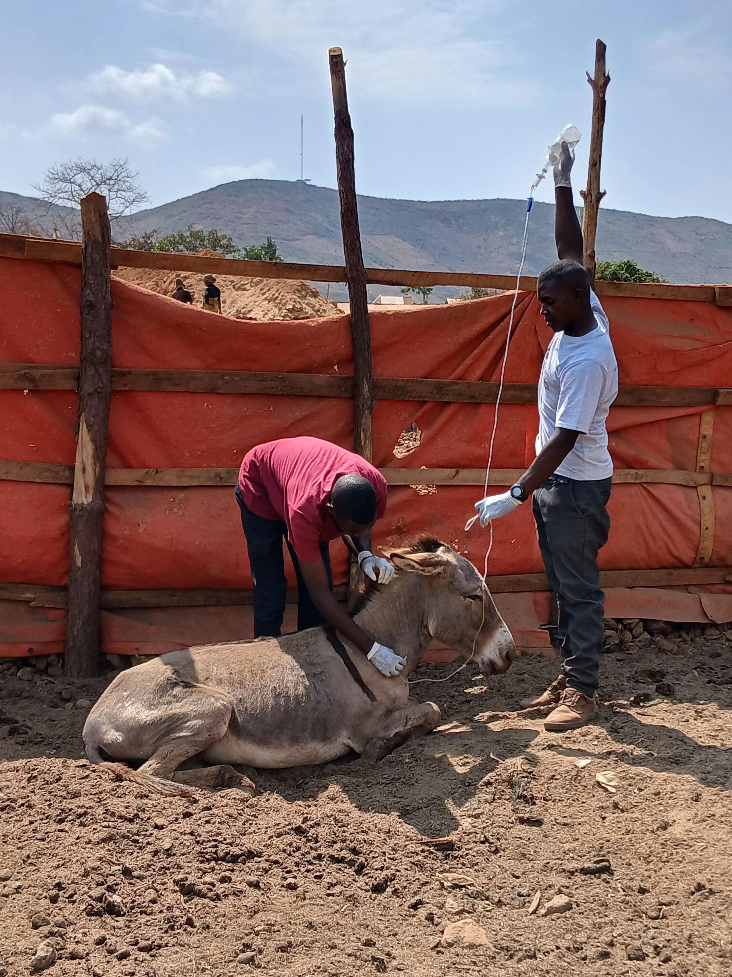 From cruelty to compassion: caring for donkeys working in tanzanian gold mines