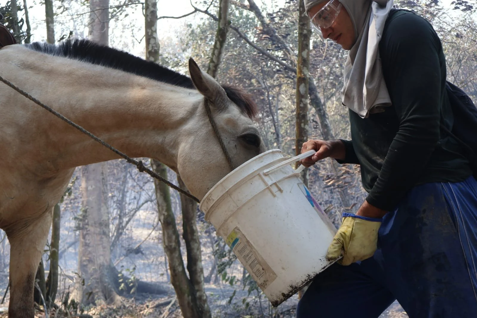 there for working animals in times of crisis: colombia’s earthquake, drought &amp; wildfires