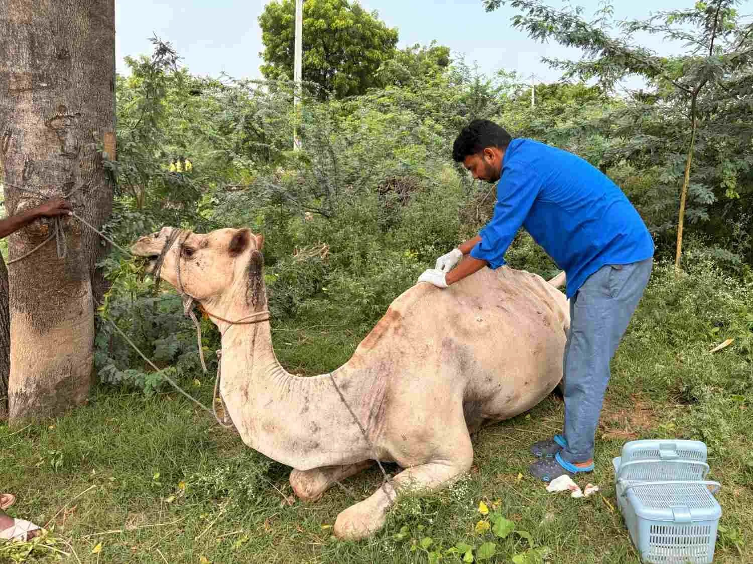 caring vet team alleviate suffering for india’s working camels