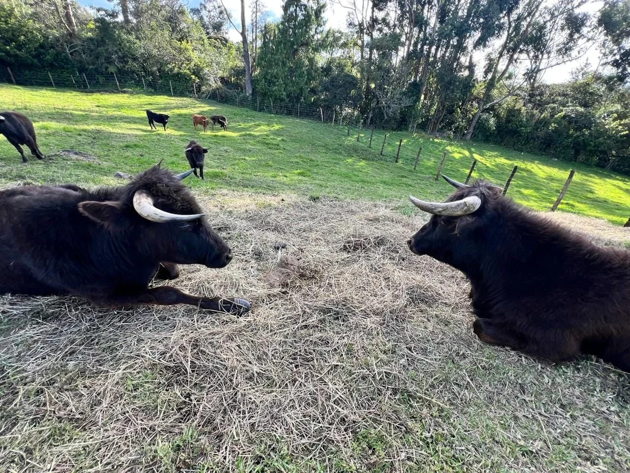 Some of the rescued Spanish fighting bulls and cows protected at Namigni Animal Sanctuary