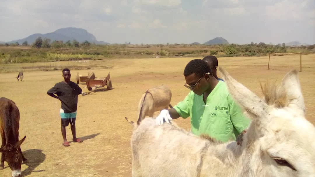 A Donkey is examined of body wounds and external parasites..jpeg