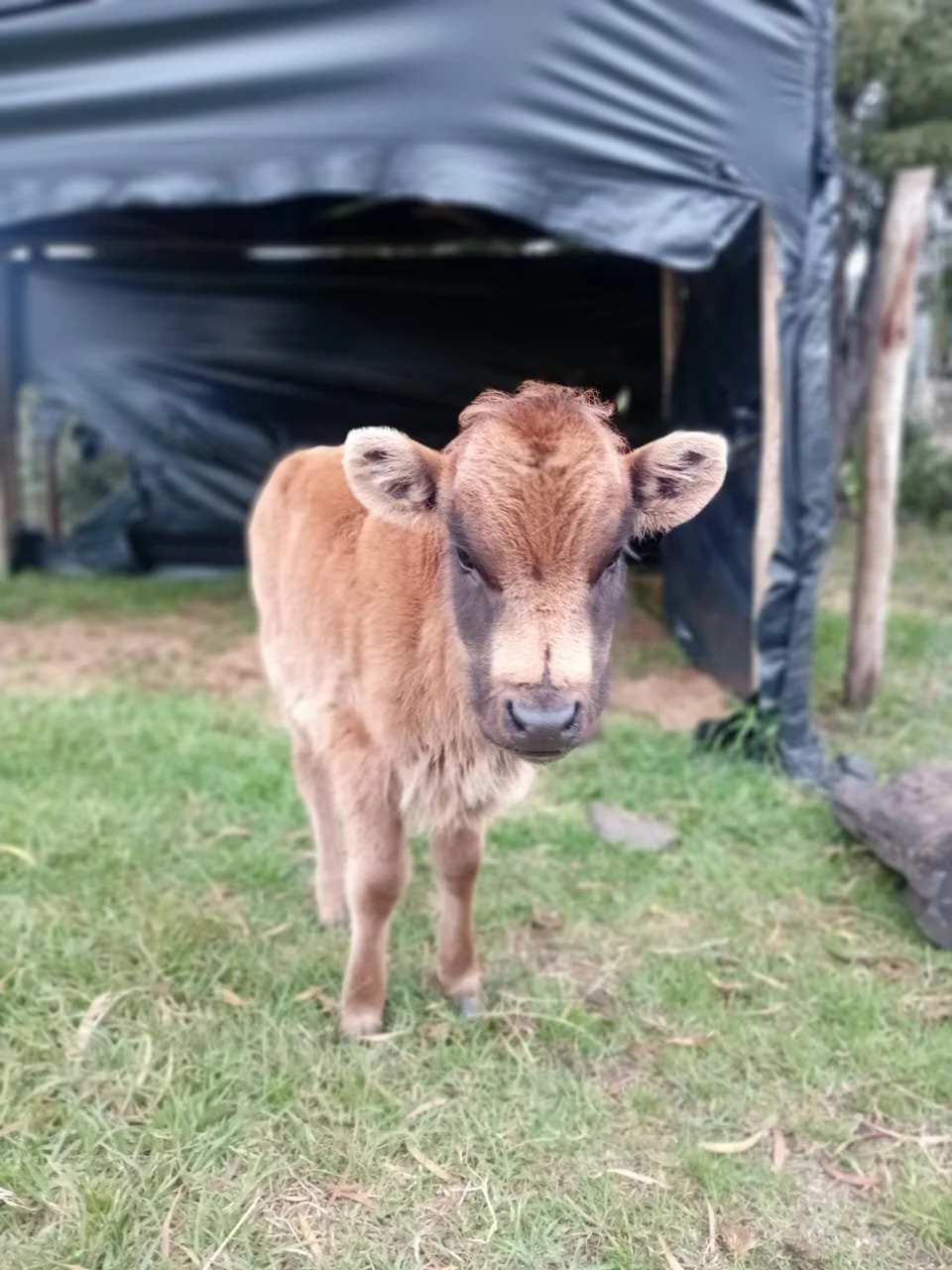 Khalifa, one of the orphaned baby Spanish fighting bulls rescued by Namigni Animal Sanctuary