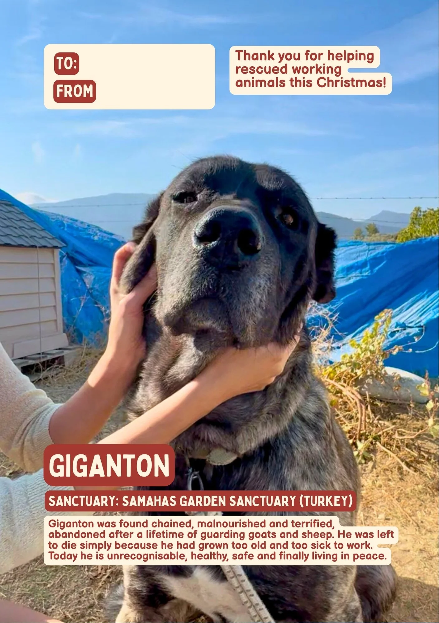 A large, brindle-colored dog being gently held and petted outdoors with a blue sky and mountains in the background. The image includes text expressing gratitude for helping rescue working animals, and provides a story about a dog named Giganton from Turkey's Samahas Garden Sanctuary, who was chained, malnourished, and terrifed before finding peace.