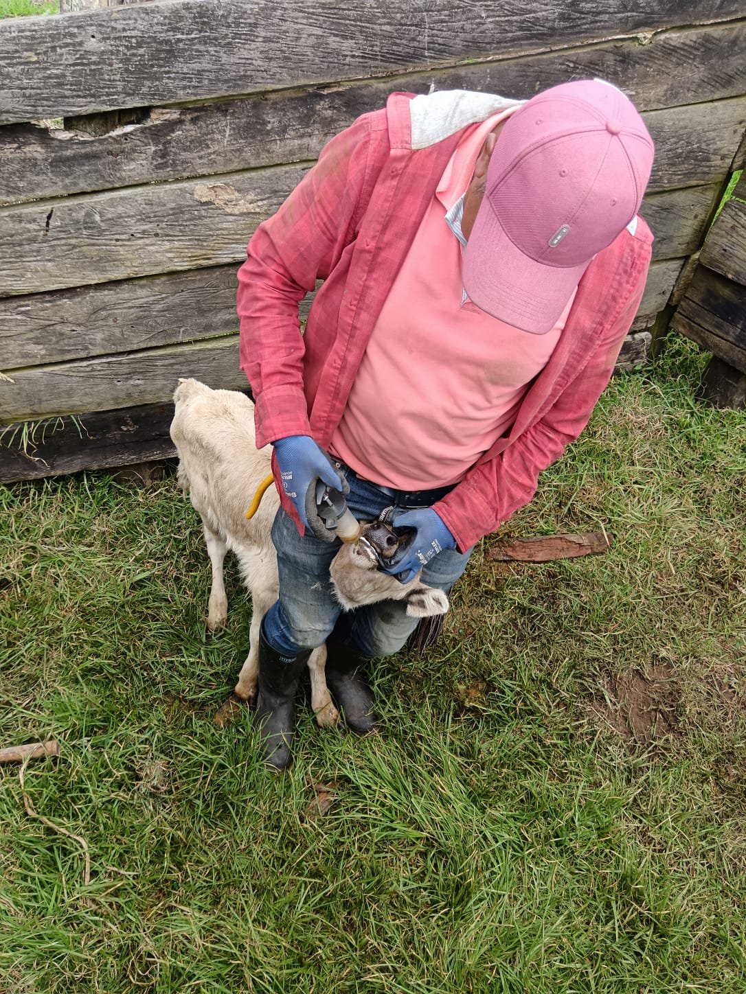 Rescued Calf at Namigni Animal Sanctuary