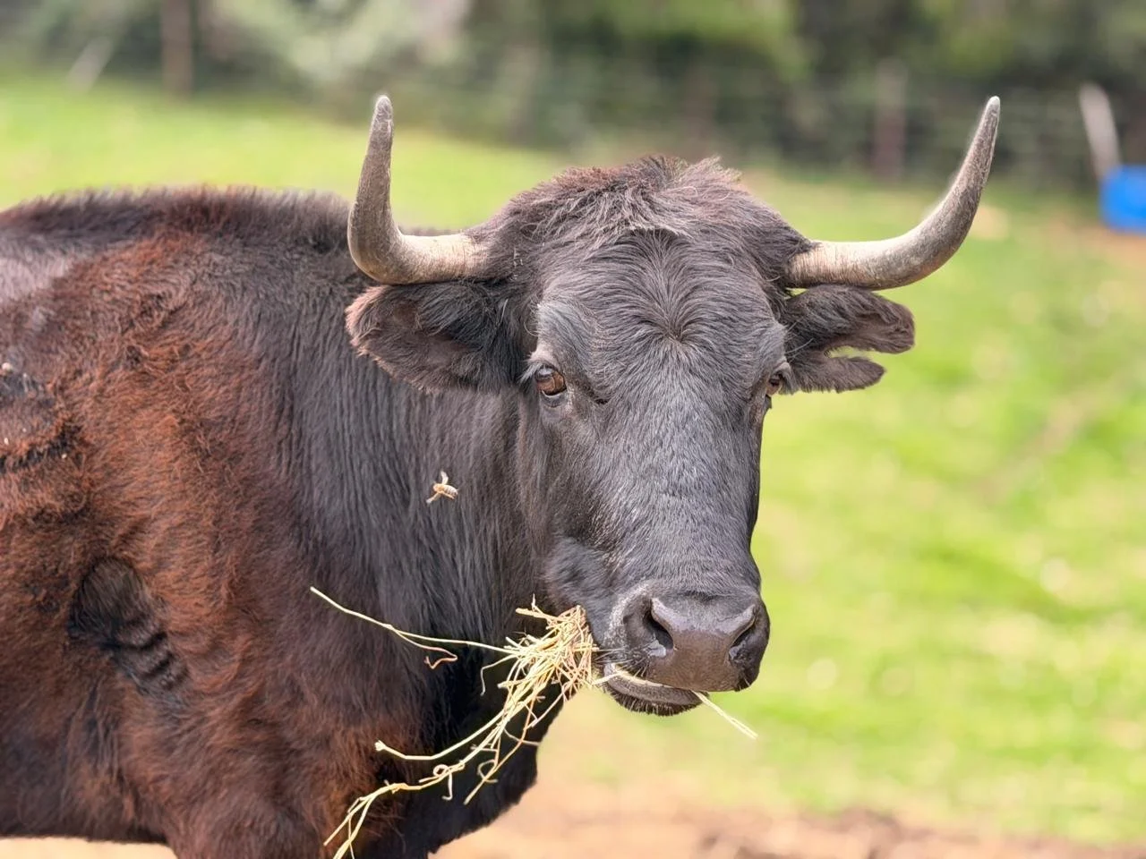 Pandora, a rescued Spanish fighting cow at Namigni Animal Sanctuary