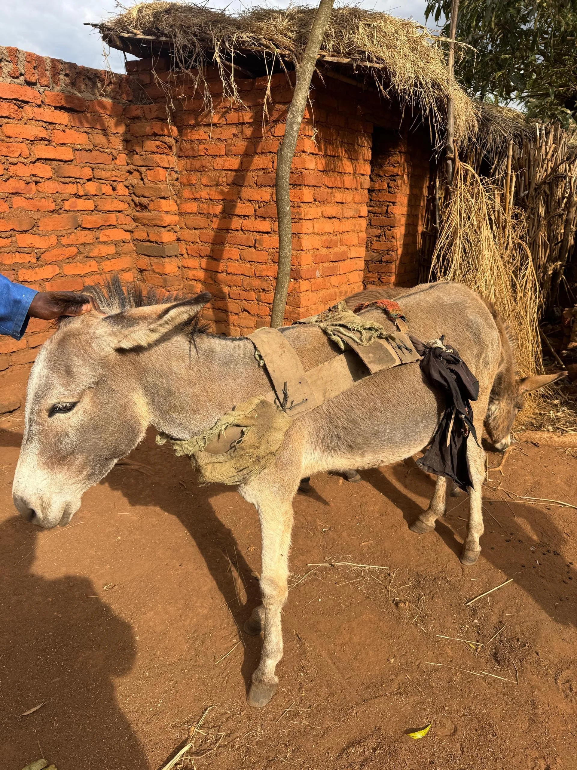 Donkey Welfare in Malawi Improving with Vet Care and Education — Animal ...