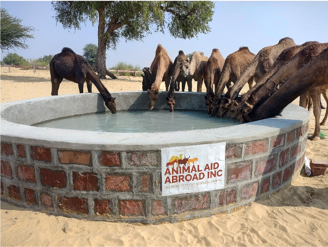 water+trough+2.png