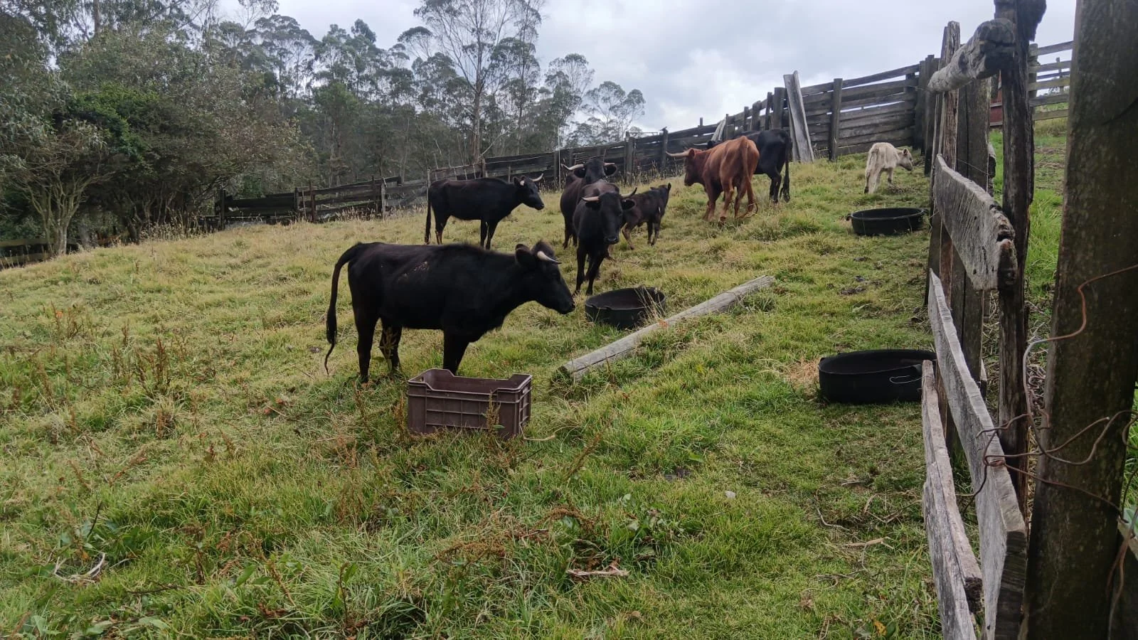 A family of rescued bullfighting bulls and cows at Namigni Animal Sanctuary