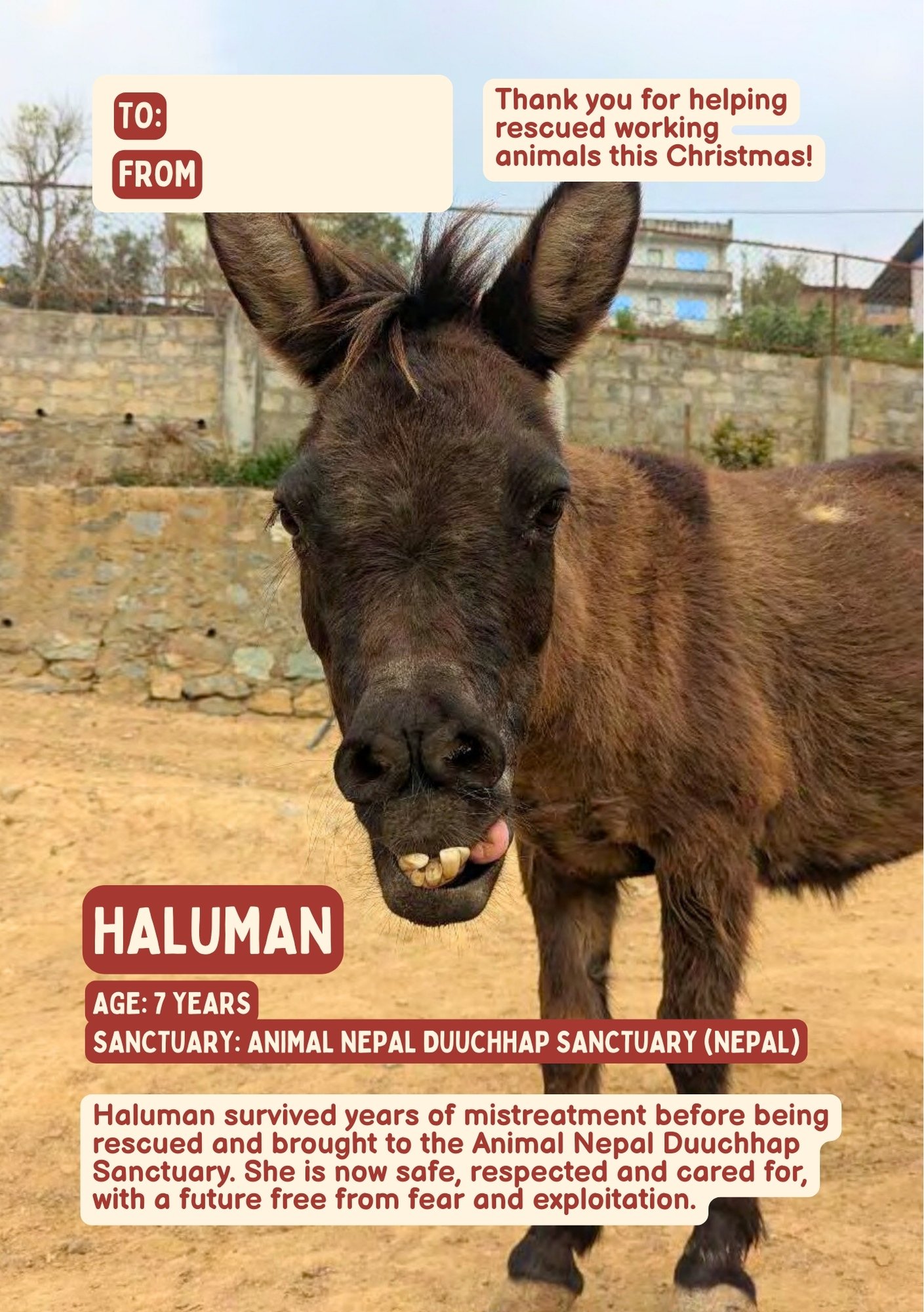 A donkey with a funny face and teeth showing, standing on dirt ground in a fenced outdoor area with buildings in the background. An overlay message thanks supporters for helping rescue animals this Christmas, with details about Haluman, a rescued donkey from Nepal.