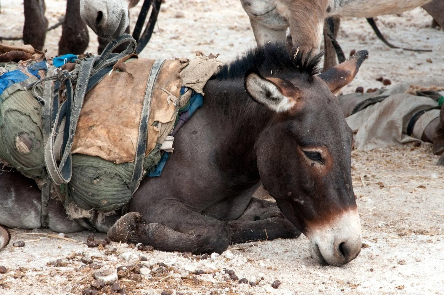 A young donkey with a loaded backpack lying on the ground, resting with eyes closed, surrounded by other animals and equipment.