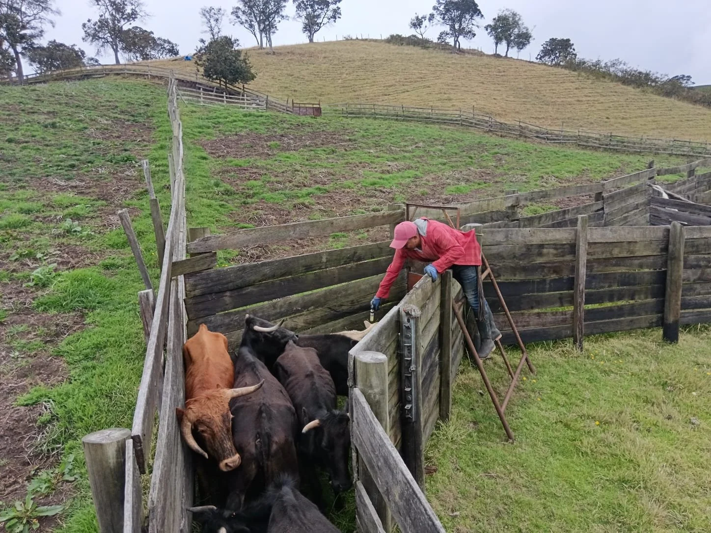 Group of rescued bullfighting bulls and cows receiving their initial primary care at Namigni Animal Sanctuary