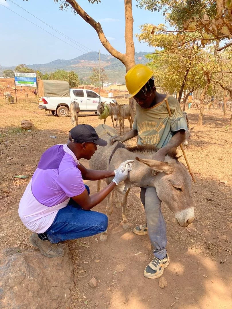 AAA Funds Emergency Tetanus Vaccinations for At-Risk Donkeys — Animal ...