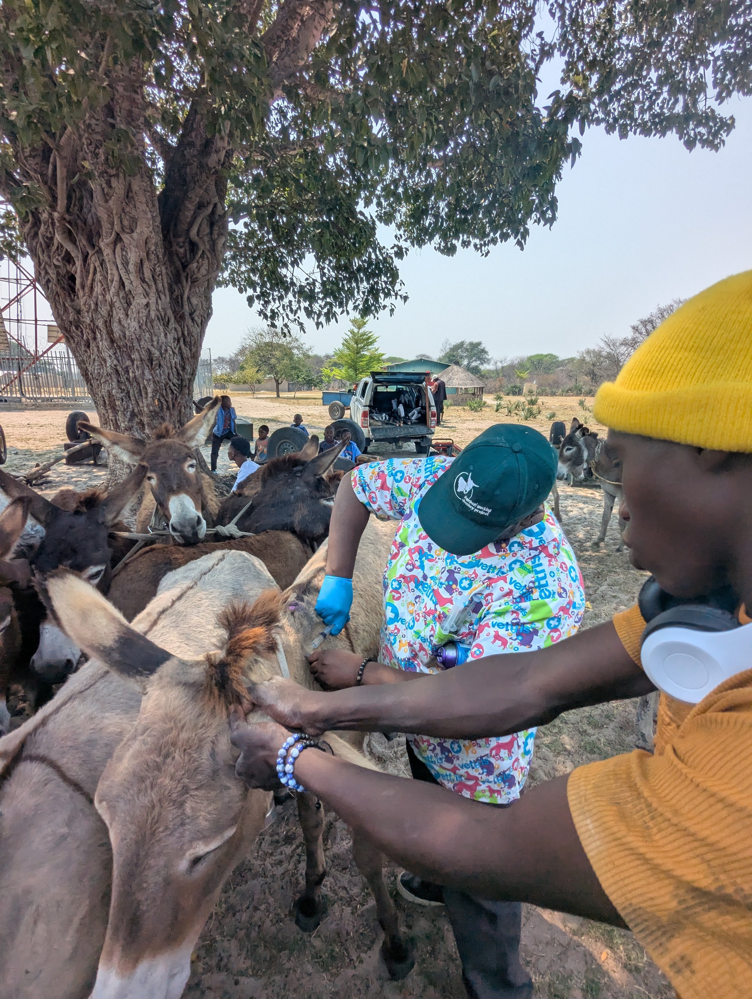 Deworming and restraing at Sankolonga Village Mobile Clinic.jpeg