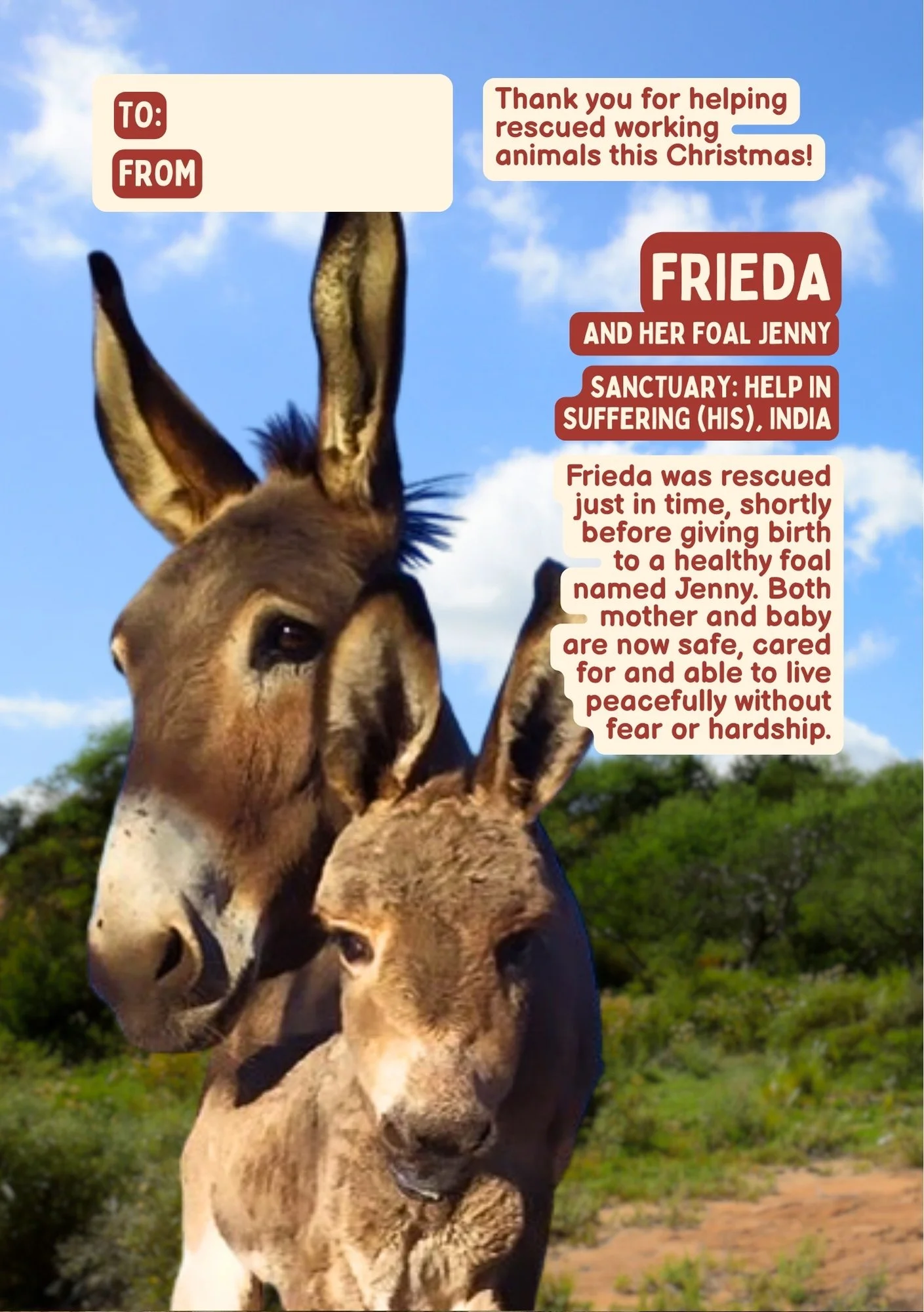 A rescued donkey named Frieda and her foal Jenny in a green field under a blue sky with clouds, with a message of thanks for helping rescued animals this Christmas.