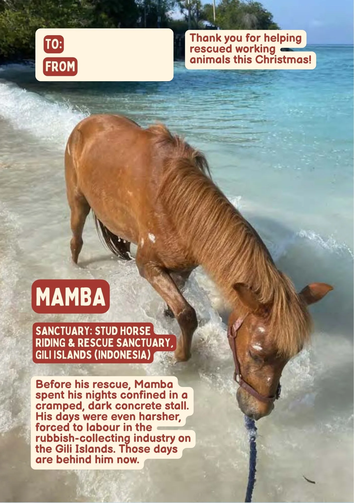 A brown horse named Mamba standing in shallow water at the beach, with a background of blue sea and trees. The image has text overlay about Mamba's rescue and sanctuary in Indonesia, with sections for 'To' and 'From', and a message thanking for helping rescued animals during Christmas.