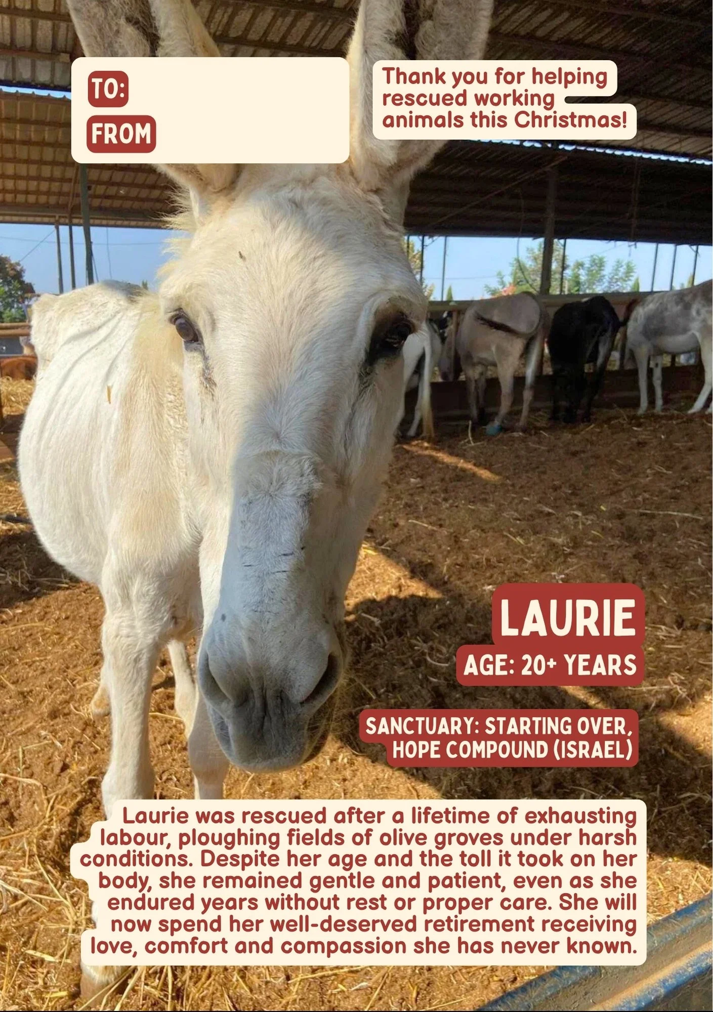 A rescue donkey named Laurie with white fur, standing in a barn. Text overlay indicates she is over 20 years old, rescued from hard work in Israel, now retired to a sanctuary. Additional text expresses gratitude for helping rescue animals this Christmas.