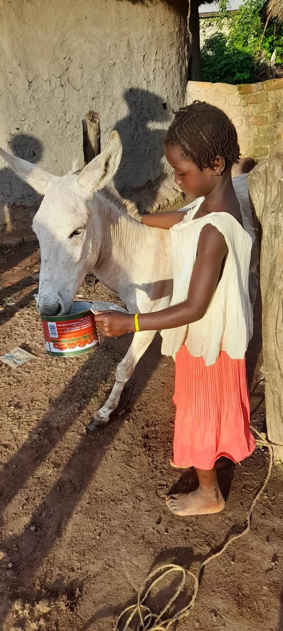 Three oxen pulling a wooden cart on a dirt path in a rural area with green grass and trees in the background.